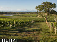 Hunter Valley vineyard
